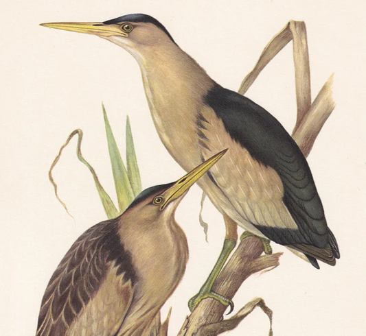 1960 LITTLE BITTERN Bird Print - Vintage Bird Print - Bird Illustration - Bird Wall Art - Bird Decor - 7.5 x 10.6 Inches