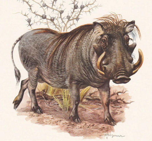 1960 DESERT WARTHOG Print - Vintage Animal Wall Art - 7.5 x 10.6 Inches