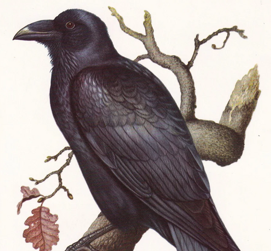 1960 RAVEN Bird Print - Vintage Bird Print - Corvid - Bird Illustration - Bird Wall Art - Bird Decor - 7.5 x 10.6 Inches