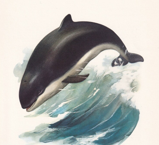 1960 HARBOR PORPOISE Print - Vintage Animal Wall Art - 7.5 x 10.6 Inches