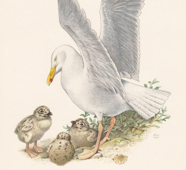 1960  HERRING GULL Bird Print - Vintage Bird Print - Bird Illustration - Bird Wall Art - Bird Decor - 7.5 x 10.6 Inches