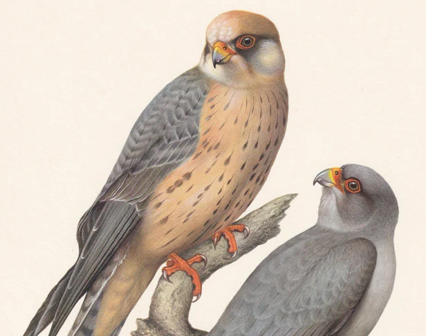 1960 RED-FOOTED FALCON Bird Print - Vintage Bird Print - Bird Illustration - Bird Wall Art - Bird Decor - 7.5 x 10.6 Inches