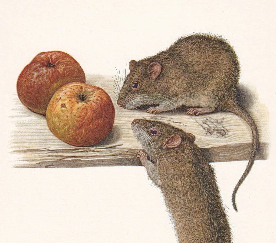 1960 BROWN RAT Print - Vintage Animal Wall Art - 7.5 x 10.6 Inches
