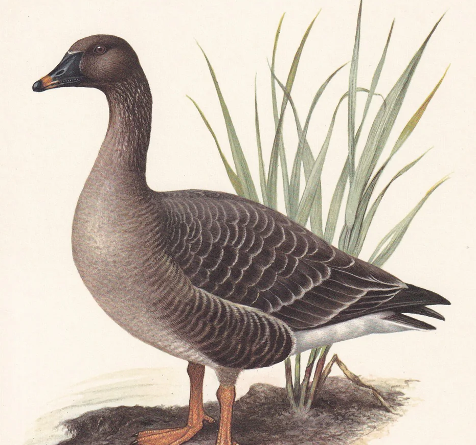 1960 BEAN GOOSE Bird Print - Vintage Bird Print - Bird Illustration - Bird Wall Art - Bird Decor - 7.5 x 10.6 Inches