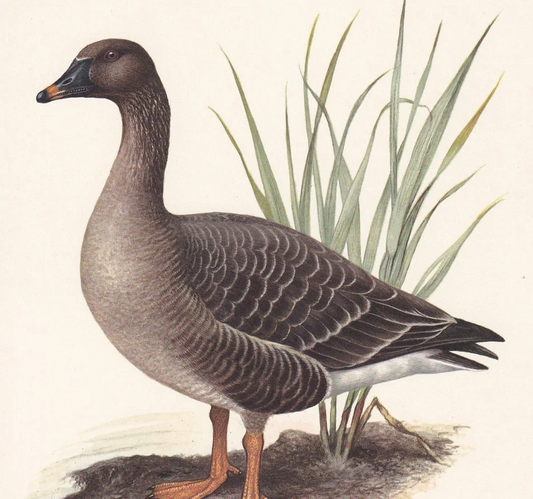 1960 BEAN GOOSE Bird Print - Vintage Bird Print - Bird Illustration - Bird Wall Art - Bird Decor - 7.5 x 10.6 Inches