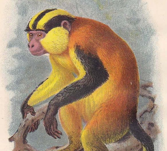 1896 GUENON MONKEY Print - Monkeys and Apes Print - Primates Print - Original Antique Print - 127 Years Old - 7 x 4.75 Inches