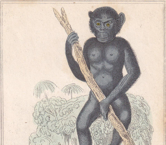 1834 CHIMPANZEE & ORANGUTAN Print - Hand-Coloured Antique Print - Cuvier - Animal Wall Art - Monkey Ape - Gift Decor - 5.3 x 8.2 Inches