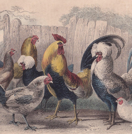 1859 ROOSTER & HENS Bird Print - Hand-Coloured Engraving - Chicken Wall Art - Antique Bird Decor - 9.5 x 6.5 Inches
