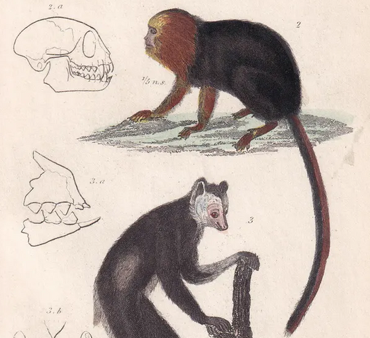 1834 INDRI LEMUR Print - Hand-Coloured Antique Print - Cuvier - Animal Wall Art - Monkey Gift Decor - 5.3 x 8.2 Inches