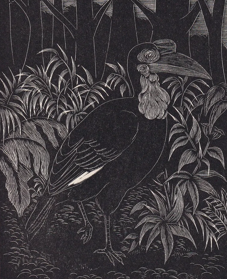 1930 GROUND HORNBILL BIRD Print Wood Engraving - Bird Wall Art - Bird Engraving - Antique Bird Print - 94 Years Old - 5.25 x 7.75 Inches