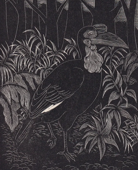 1930 GROUND HORNBILL BIRD Print Wood Engraving - Bird Wall Art - Bird Engraving - Antique Bird Print - 94 Years Old - 5.25 x 7.75 Inches