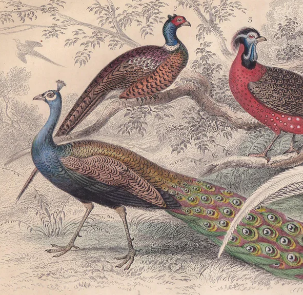 1859 PEACOCK & PHEASANT Print - Original Hand-Coloured Engraving - Bird Wall Art - Antique Bird Print - Bird Decor - 9.5 x 6.5 Inches