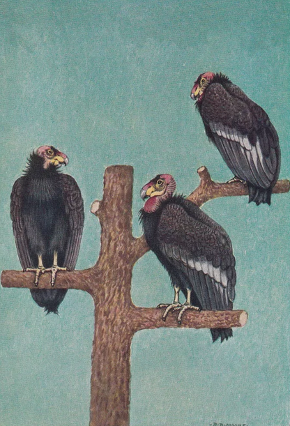 1934 VULTURES Print - California Condor - Original Vintage Print - Animal Wall Art - Vulture Wall Art - 89 Years Old - 9.15 x 6 Inches