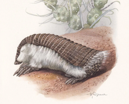 1960 PINK FAIRY ARMADILLO Print - Vintage Animal Wall Art - 7.5 x 10.6 Inches