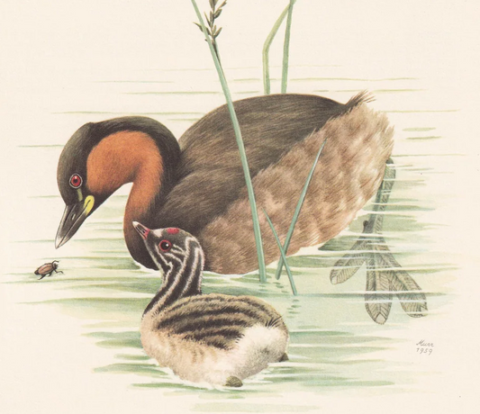 1960 LITTLE GREBE Bird Print - Vintage Bird Print - Bird Illustration - Bird Wall Art - Bird Decor - 7.5 x 10.6 Inches