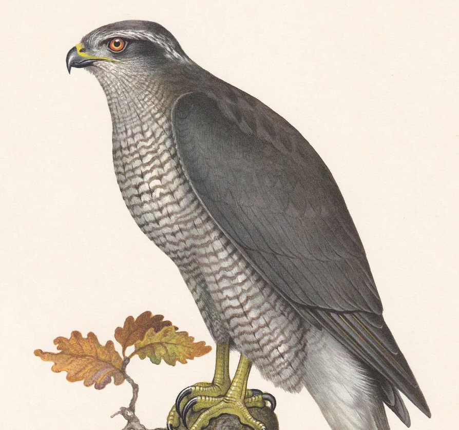 1960  GOSHAWK Bird Print - Vintage Bird Print - Bird Illustration - Bird Wall Art - Bird Decor - 7.5 x 10.6 Inches