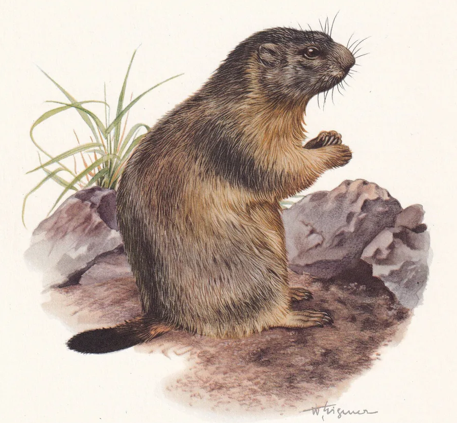 1960 ALPINE MARMOT Print - Vintage Animal Wall Art - 7.5 x 10.6 Inches