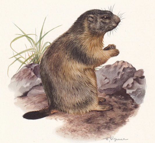 1960 ALPINE MARMOT Print - Vintage Animal Wall Art - 7.5 x 10.6 Inches