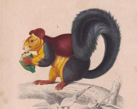 1861 GIANT SQUIRREL & HAMSTER Print - Hand-Coloured Antique Print - Orbigny - Animal Wall Art - Gift Decor - 5.75 x 9.75 Inches