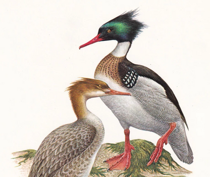 1960 RED-BREASTED MERGANSER Bird Print - Vintage Bird Print - Duck - Bird Illustration - Bird Wall Art - Bird Decor - 7.5 x 10.6 Inches