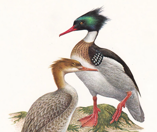 1960 RED-BREASTED MERGANSER Bird Print - Vintage Bird Print - Duck - Bird Illustration - Bird Wall Art - Bird Decor - 7.5 x 10.6 Inches