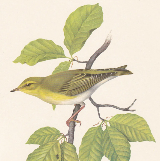 1960 WOOD WARBLER Bird Print - Vintage Bird Print - Bird Illustration - Bird Wall Art - Bird Decor - 7.5 x 10.6 Inches