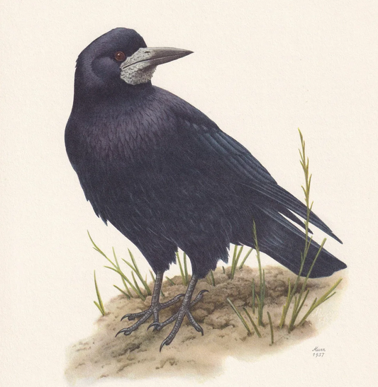 1960 ROOK Bird Print - Vintage Bird Print - Bird Illustration - Bird Wall Art - Bird Decor - 7.5 x 10.6 Inches