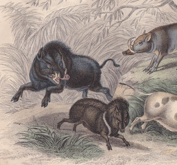 1859 BOAR, CAPYBARA, & BABIRUSA Print - Hand-Coloured Engraving - Pig Wall Art Decor - 9.5 x 6.5 Inches
