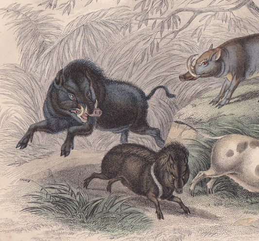 1859 BOAR, CAPYBARA, & BABIRUSA Print - Hand-Coloured Engraving - Pig Wall Art Decor - 9.5 x 6.5 Inches