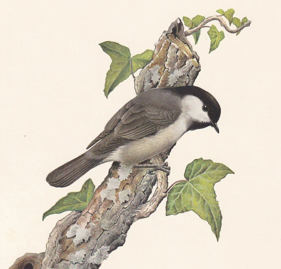 1960 WILLOW TIT Bird Print - Vintage Bird Print - Bird Illustration - Bird Wall Art - Bird Decor - 7.5 x 10.6 Inches