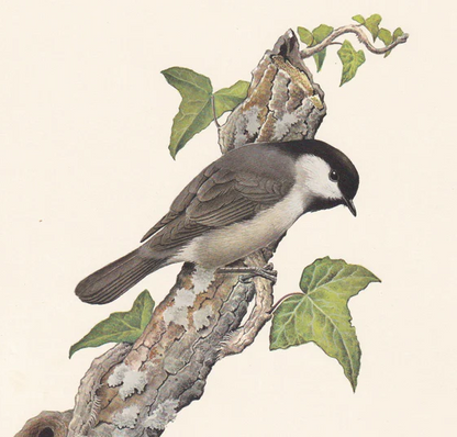 1960 WILLOW TIT Bird Print - Vintage Bird Print - Bird Illustration - Bird Wall Art - Bird Decor - 7.5 x 10.6 Inches