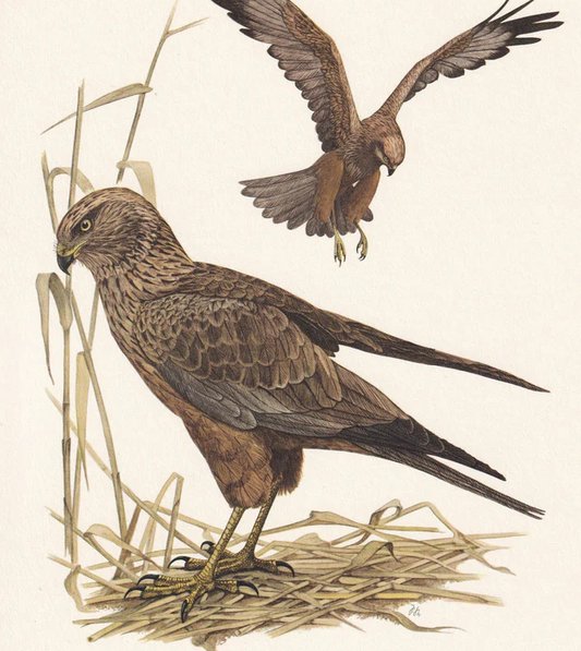 1960 WESTERN MARSH HARRIER Bird Print - Vintage Bird Print - Bird Illustration - Bird Wall Art - Bird Decor - 7.5 x 10.6 Inches