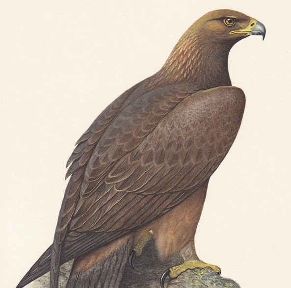 1960 GOLDEN EAGLE Bird Print - Vintage Bird Print - Bird Illustration - Bird Wall Art - Bird Decor - 7.5 x 10.6 Inches