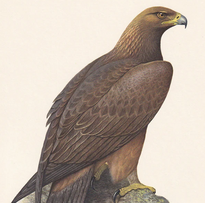 1960 GOLDEN EAGLE Bird Print - Vintage Bird Print - Bird Illustration - Bird Wall Art - Bird Decor - 7.5 x 10.6 Inches