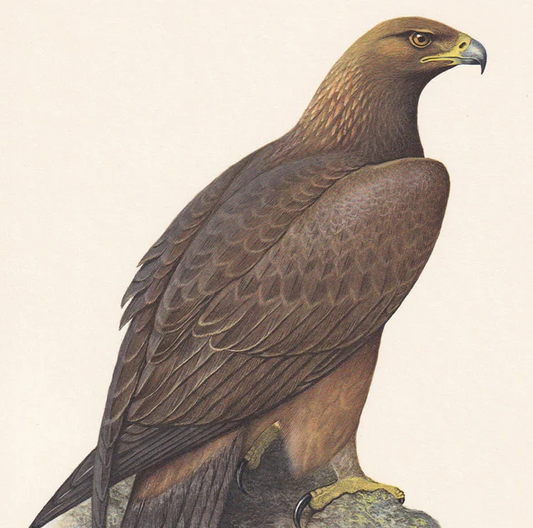 1960 GOLDEN EAGLE Bird Print - Vintage Bird Print - Bird Illustration - Bird Wall Art - Bird Decor - 7.5 x 10.6 Inches