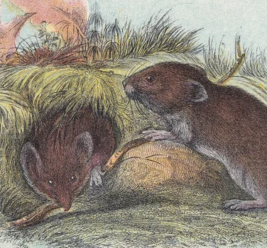 1896 FIELD VOLE Print - Natural History Print - British Mammals Print - Original Antique Print - Animal Wall Art - 7.2 x 4.7 Inches