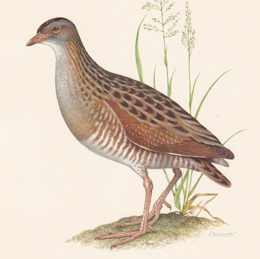 1960 CORN CRAKE Bird Print - Vintage Bird Print - Bird Illustration - Bird Wall Art - Bird Decor - 7.5 x 10.6 Inches