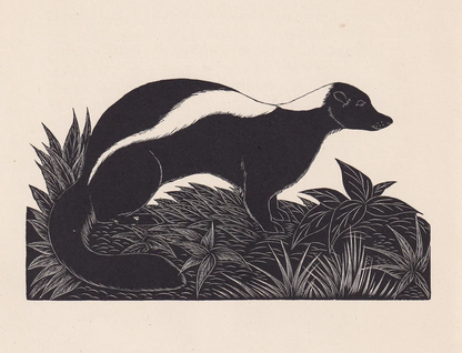 1929 SKUNK Print Wood Engraving - Skunk Wall Art - Zoology Print - Wildlife - Antique Animal Print - 94 Years Old - 8 x 7.25 Inches