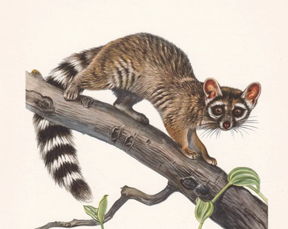 1960 RINGTAIL RACCOON Print - Vintage Animal Wall Art - 7.5 x 10.6 Inches