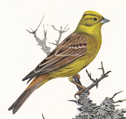 1960 YELLOWHAMMER Bird Print - Vintage Bird Print - Bird Illustration - Bird Wall Art - Bird Decor - 7.5 x 10.6 Inches