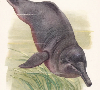1960 AMAZON RIVER DOLPHIN Print - Vintage Animal Wall Art - 7.5 x 10.6 Inches