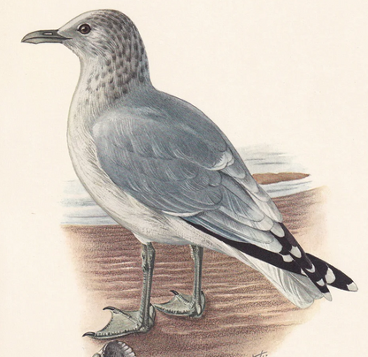 1960 COMMON GULL Bird Print - Vintage Bird Print - Bird Illustration - Bird Wall Art - Bird Decor - 7.5 x 10.6 Inches