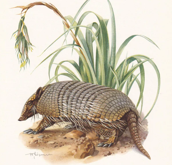 1960 SIX-BANDED ARMADILLO Print - Vintage Animal Wall Art - 7.5 x 10.6 Inches