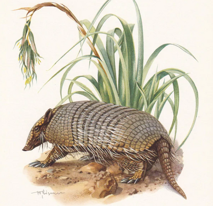 1960 SIX-BANDED ARMADILLO Print - Vintage Animal Wall Art - 7.5 x 10.6 Inches