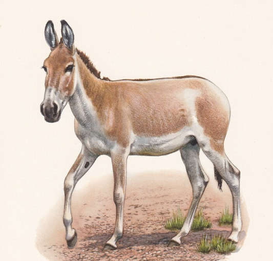 1960 ONAGER Print - Vintage Animal Wall Art - 7.5 x 10.6 Inches