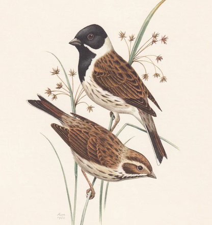 1960 COMMON REED BUNTING Bird Print - Vintage Bird Print - Bird Illustration - Bird Wall Art - Bird Decor - 7.5 x 10.6 Inches