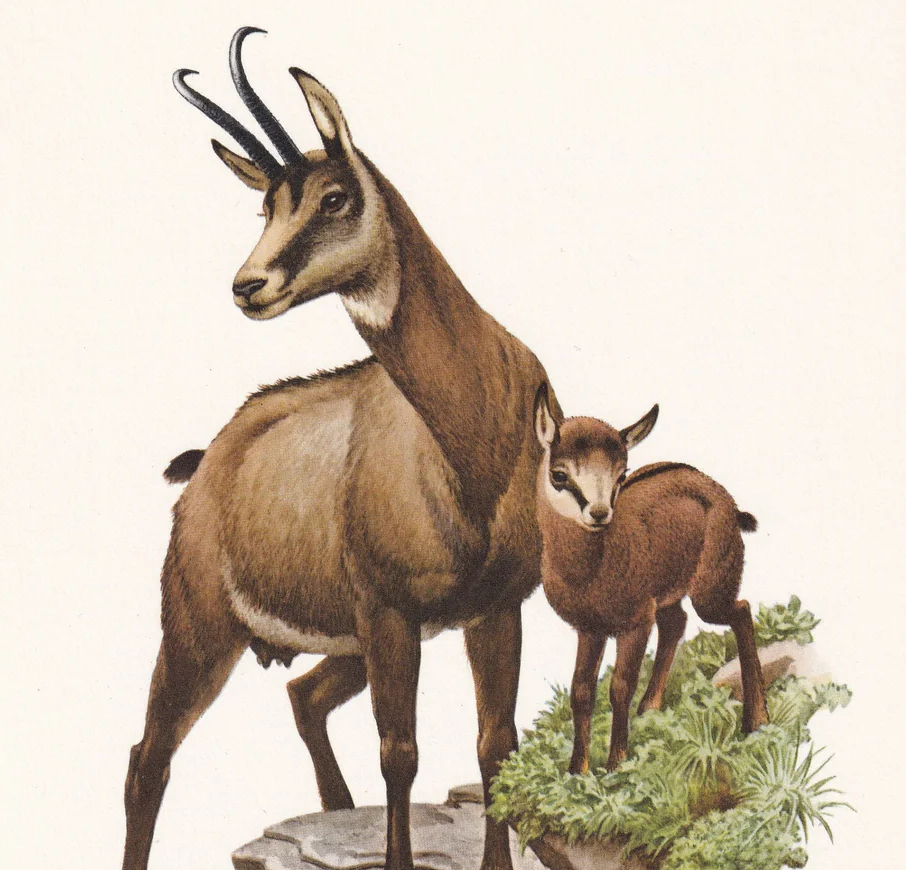 1960 CHAMOIS Print - Vintage Animal Wall Art - 7.5 x 10.6 Inches