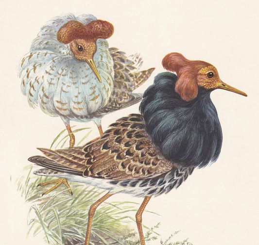 1960 RUFF Bird Print - Vintage Bird Print - Bird Illustration - Bird Wall Art - Bird Decor - 7.5 x 10.6 Inches
