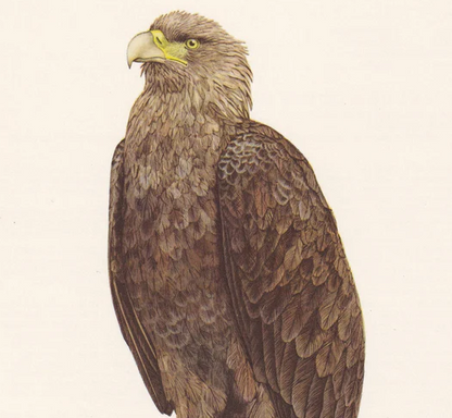 1960 WHITE-TAILED EAGLE Bird Print - Vintage Bird Print - Bird Illustration - Bird Wall Art - Bird Decor - 7.5 x 10.6 Inches
