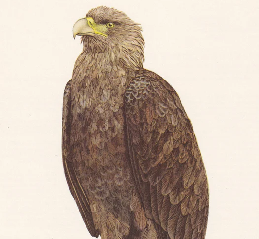 1960 WHITE-TAILED EAGLE Bird Print - Vintage Bird Print - Bird Illustration - Bird Wall Art - Bird Decor - 7.5 x 10.6 Inches